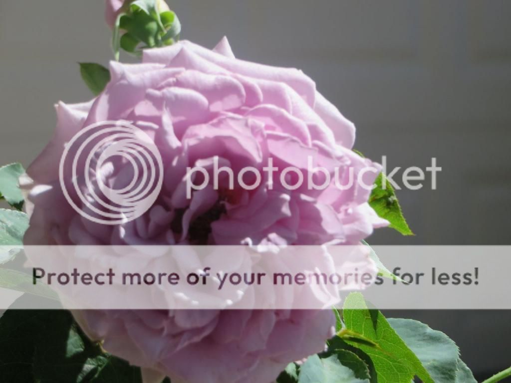 Love Song photo Lovesong_zps8137dac9.jpg